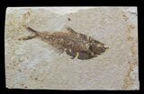 Bargain Diplomystus Fossil Fish - Wyoming #44226-1